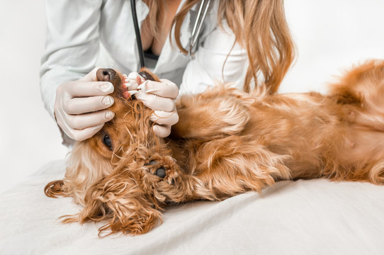Veterinarian checking teeth of a dog - veterinary concept