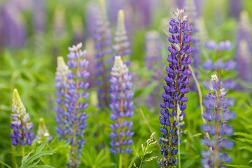 Fototapeta premium Lupine field with pink purple and blue flowers. Bunch of lupines summer flower background. Lupinus.