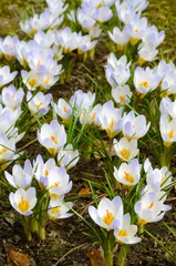 Fotobehang Krokus Early spring crocus flowers (Crocus chrysanthus 'Blue Pearl') in the garden.  © ekim