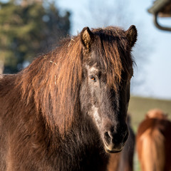 Fototapeta premium Hairy horse