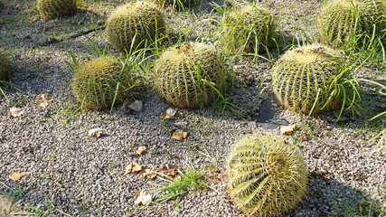 Park of cacti in Barcelona. In Barcelona, a large collection of cacti from around the world, they grow in a park of cacti. Cacti grow under the hot sun in the desert.