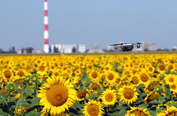 The drone is flying over the sunflower field landscape