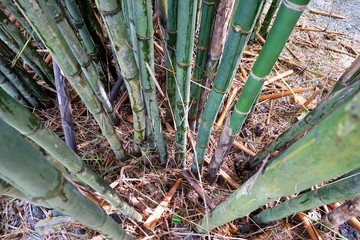 Top view of bamboo on dry leaf as a background, Abstract leaves texture, space for your text, Ecological Concept