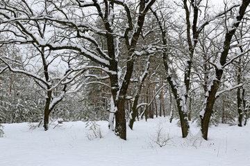 Fototapeta na wymiar winter landscape in forest