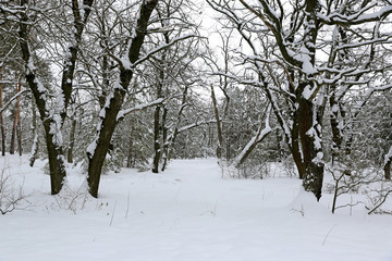 okas in winter forest