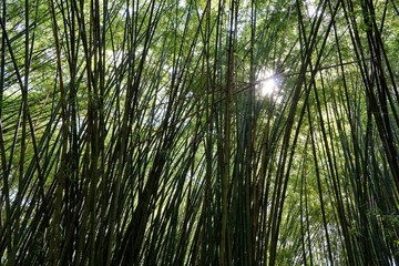Obraz na płótnie Canvas Looking up of bamboo forest with sunlight as a background, Abstract leaves texture, Natural green wallpaper, Ecological Concept, 