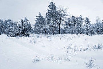 snowbounded meadow in forest