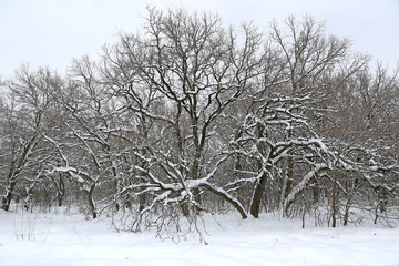 snowbounded oaks in forest