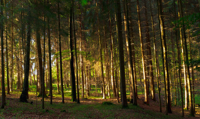 Lovely Summer Forest