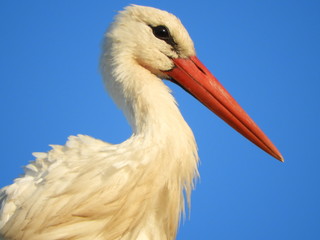 Storch