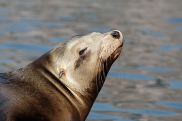 Naklejka premium Seelöwe