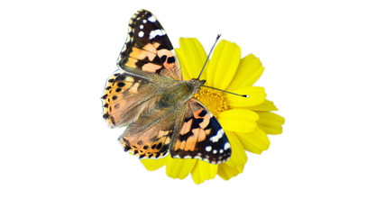 Beautiful butterfly, isolated background