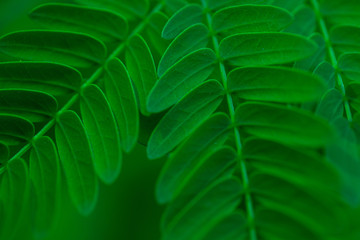 Obraz na płótnie Canvas Green leaf pattern that receives light and shadow