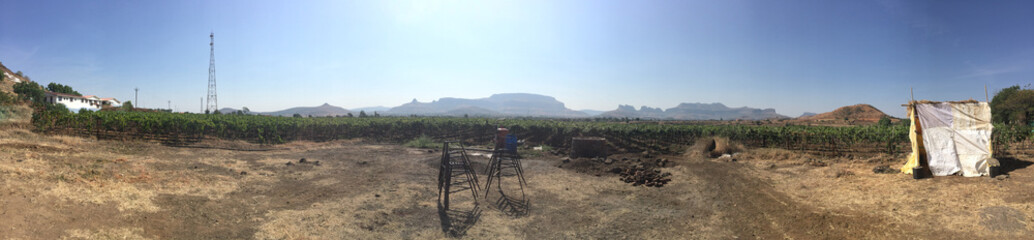 Grape vineyard plantation