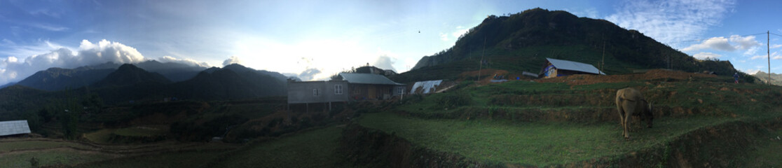 Buffalo eating grass at the village mountain views
