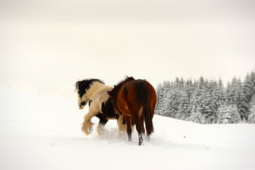 Spaß im Schnee. Zwei Pferde spielen auf der verschneiten Weide