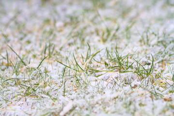 Vereistes Gras im Winter