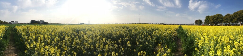 Sunny day yellow pool of flowers field