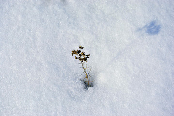Dry dark flower covered with white snow, natural background