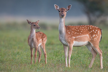 Doe and fawn fallow deer, dama dama, in autumn colors. Detailed image of two wild animals with blurred background. Wildlife scenery with cute mammals watching. Family concept.