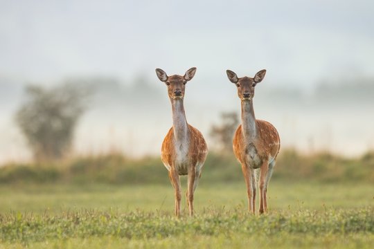 Two female fallow deer, dama dama, in autumn colors in first sunrays. Detailed image of two wild animals with blurred background. Wildlife scenery with cute mammals watching.