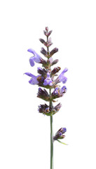 Obraz premium Spring flowers, isolated background