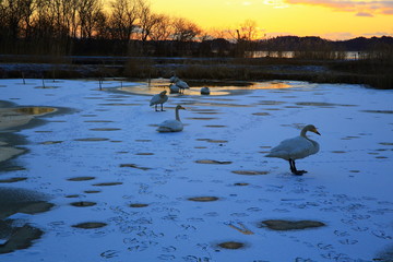 伊豆沼の夜明け