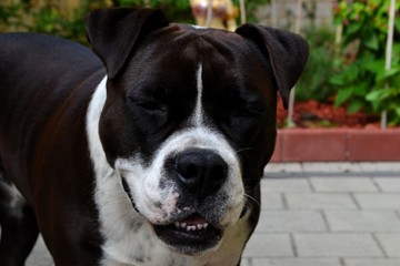 Smiling Black and White Dog