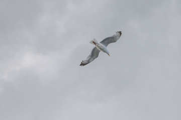 Obraz premium Möwe im Flug