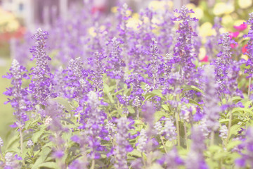 blue salvia flower at garden