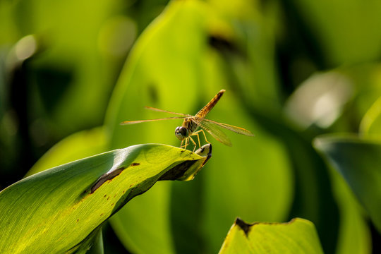 Dragon fly at the edge of leaf, Dragon fly with nature environment 