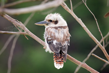 Australian kookaburra bird on branch of tree, single, isolated, profile view