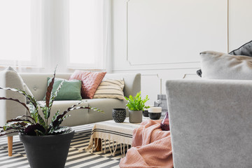 Close-up of a plant in a cozy living room interior with sofas, plant pots on a table and pillows
