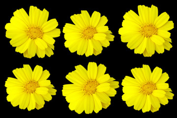 Spring flowers, isolated background