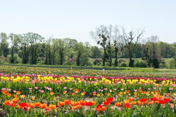 Tulip Farm Fields