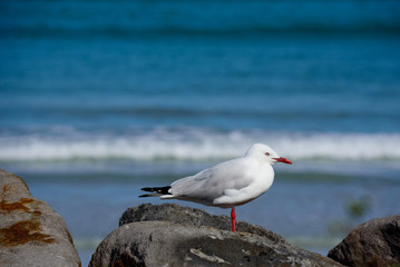 Seagull perched on rock in front of breaking waves at beach in Australia, side view, selective focus