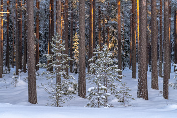 Pine forest in freezing winter