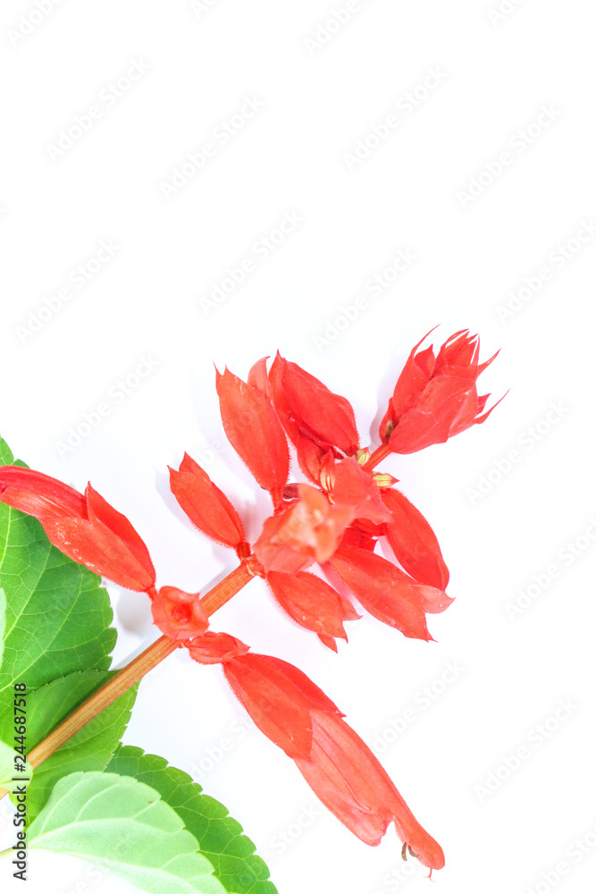 Poster Red salvia Close up