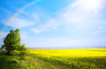 Fotobehang lente landschap achtergrond  gele bloem en blauwe lucht © Konstiantyn