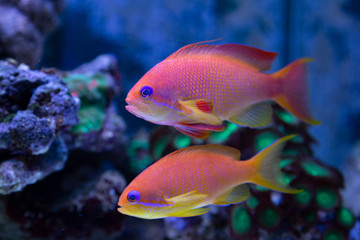 Obraz na płótnie Canvas Coral fish - Pseudanthias squamipinnis