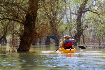 Couple paddle a yellow kayak in wilderness areas at Danube river among flooded forest at spring high water on Danube biosphere reserve. Spring kayaking and water tourism and recreational at spring