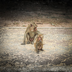 Funny cute monkey lives in a natural.