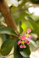 Cherry in garden