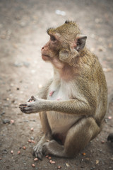 Funny cute monkey lives in a natural.