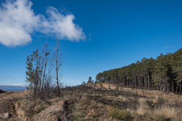 Monte quemado en el Sur de la provincia de Ourense, Galicia. España