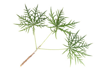 Coral Plant Close up