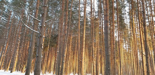 Pine forest in winter. Trees in the forest at sunset in winter