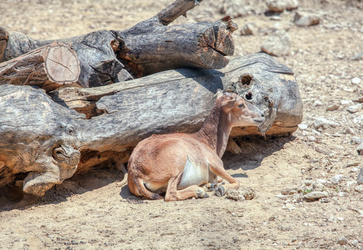 image of young deer in the zoo
