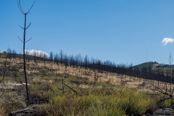 Obraz premium Monte quemado en el Sur de la Provincia de Ourense. Galicia, España.