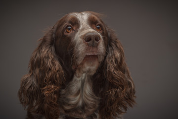 Brown spotted Russian cocker spaniel, blurred background